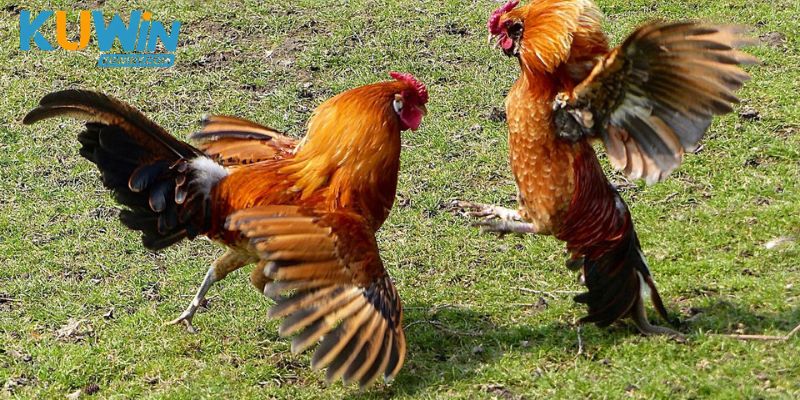 Đá Gà Black McRae: Khả năng xoay trục và thu chân sau đòn mới phản ánh thế đấu